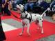 Torna il Dog Show al Brico Io: invitati speciali i Fotoscattosi che immortaleranno i 4 zampe in sfilata