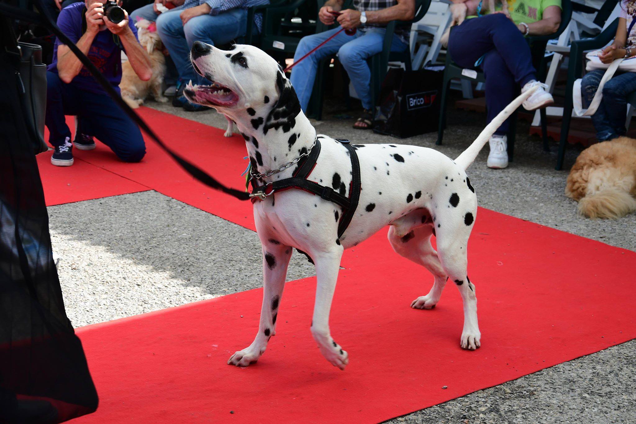 Torna il Dog Show al Brico Io: invitati speciali i Fotoscattosi che immortaleranno i 4 zampe in sfilata