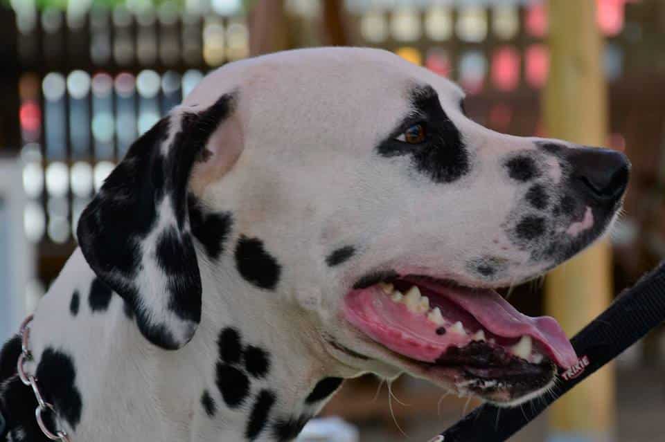 “SpadaScodinzolando”, a Massarosa sfilata canina