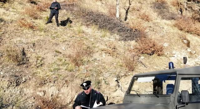 I Carabinieri Forestali bloccano un taglio abusivo