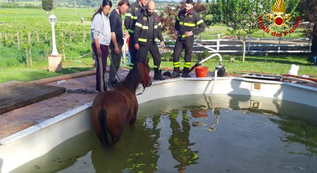 Puledro finisce in piscina, salvato dai pompieri