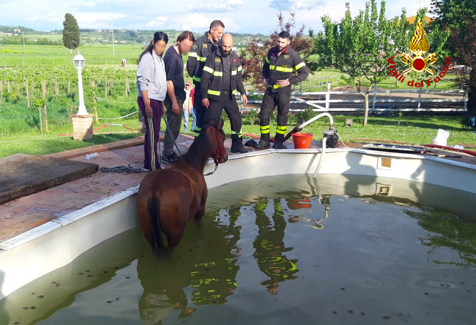 Puledro finisce in piscina, salvato dai pompieri