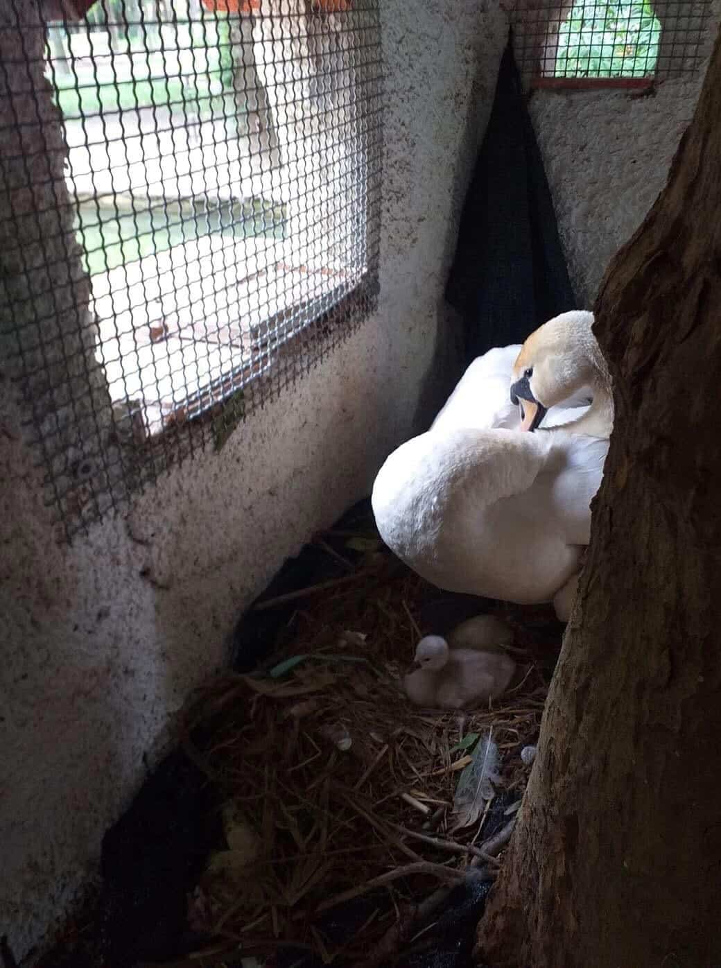 Fiocco celeste al laghetto dei cigni: è nato Tanacca