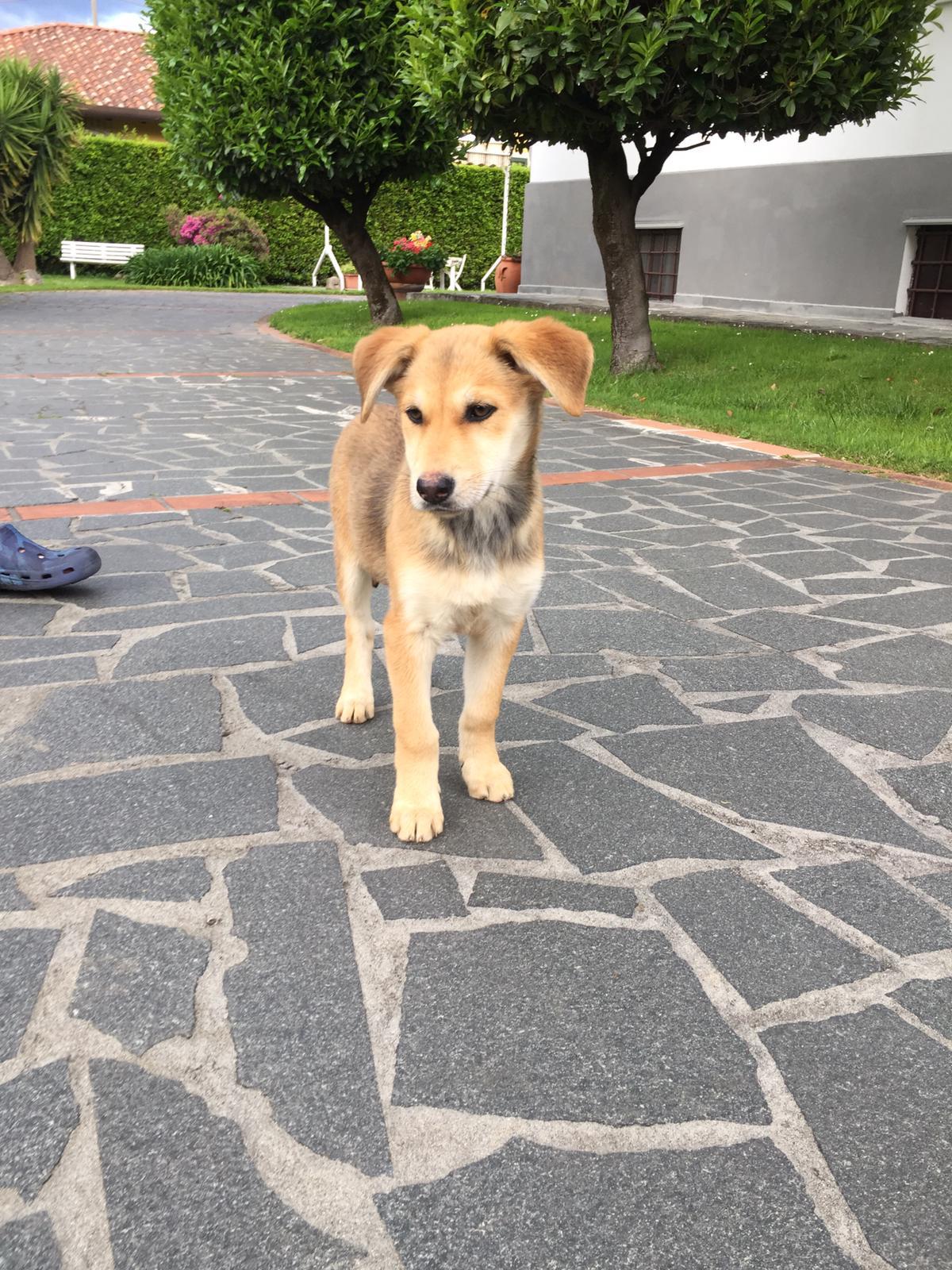 Nilo cerca casa, si trova in stallo a Massarosa