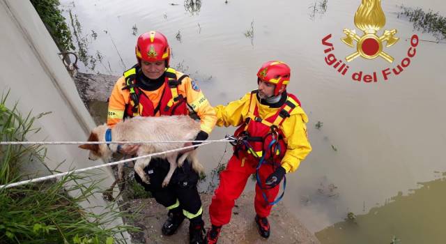 Cade nel fiume e non riesce a risalire, cane salvato dai pompieri
