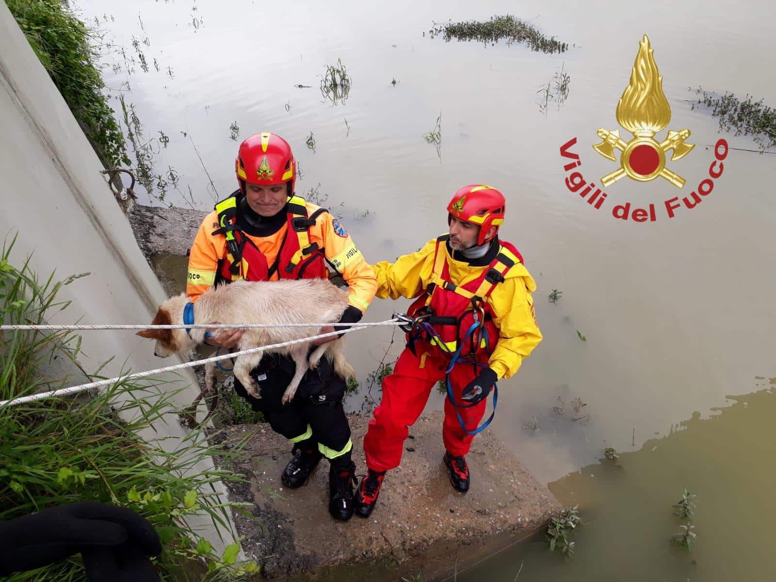 Cade nel fiume e non riesce a risalire, cane salvato dai pompieri