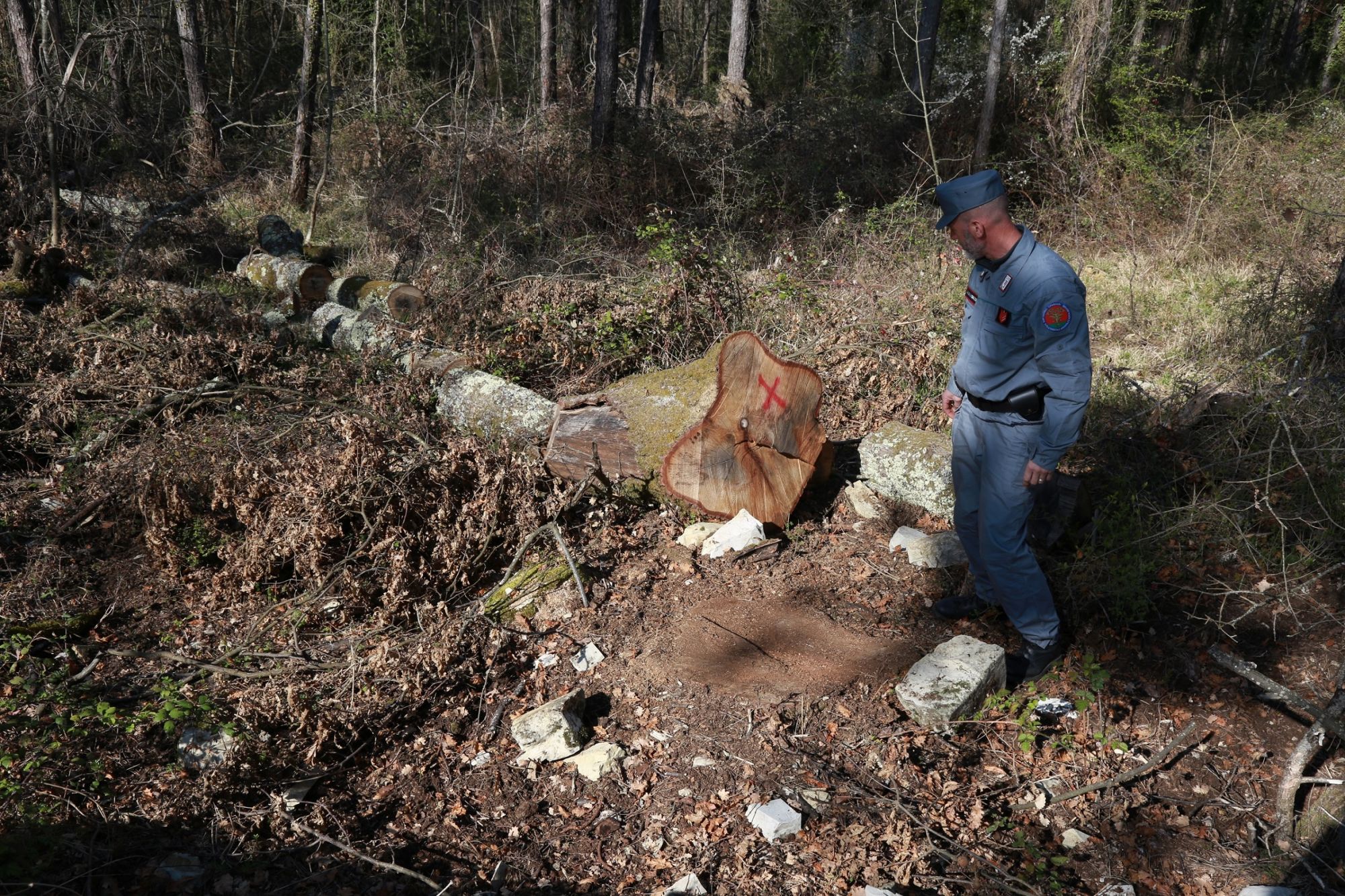 Tagli boschivi in grave difformità e piste di esbosco senza autorizzazione, scattano le denunce: sanzioni per 100mila euro