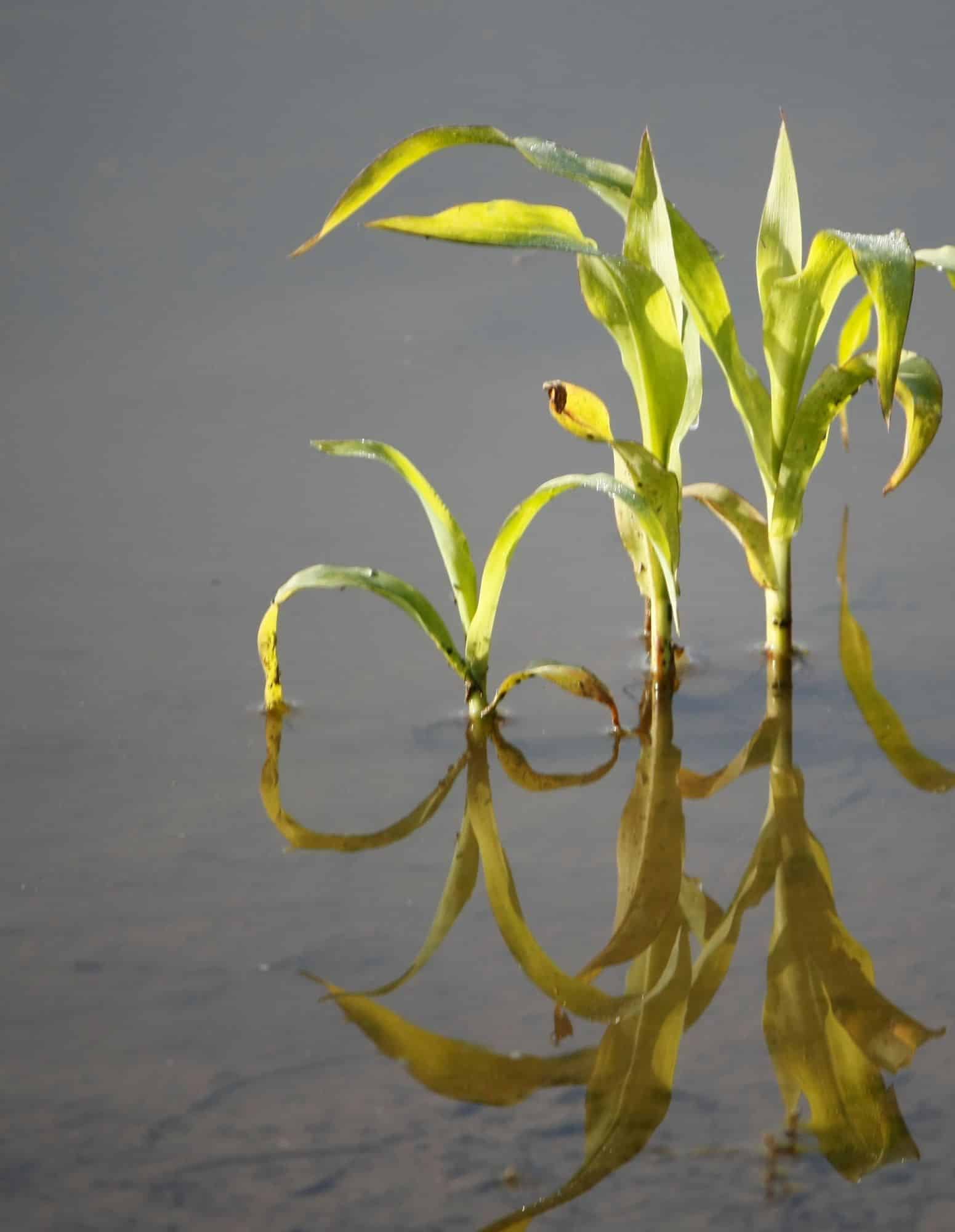 Ricerca su Nature rivela che per produrre foglie e fiori le piante hanno bisogno di poco di ossigeno