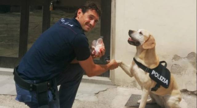 Addio a Mexy: la labrador poliziotta