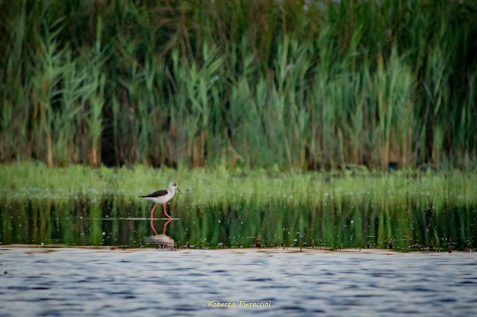 In equilibrio