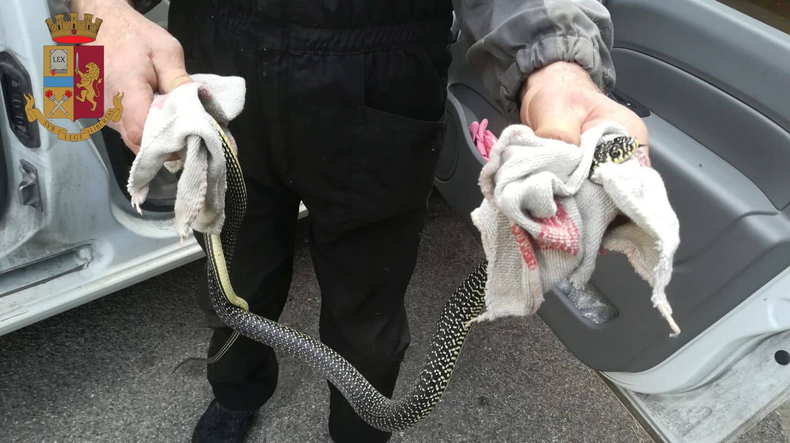 Un serpente dentro l’ingresso di un condominio in via Veneto: interviene la Polizia