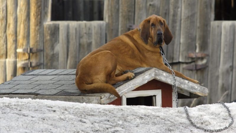 Cani a catena o lasciati sui balconi: “Servono ordinanze rigide e sanzioni pesanti”