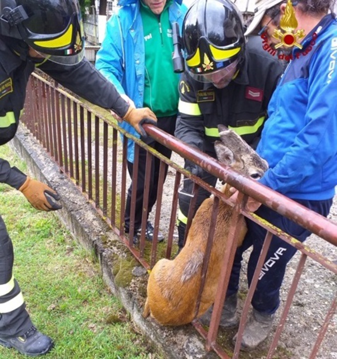 Capriolo incastrato in una ringhiera, salvato dai vigili del fuoco