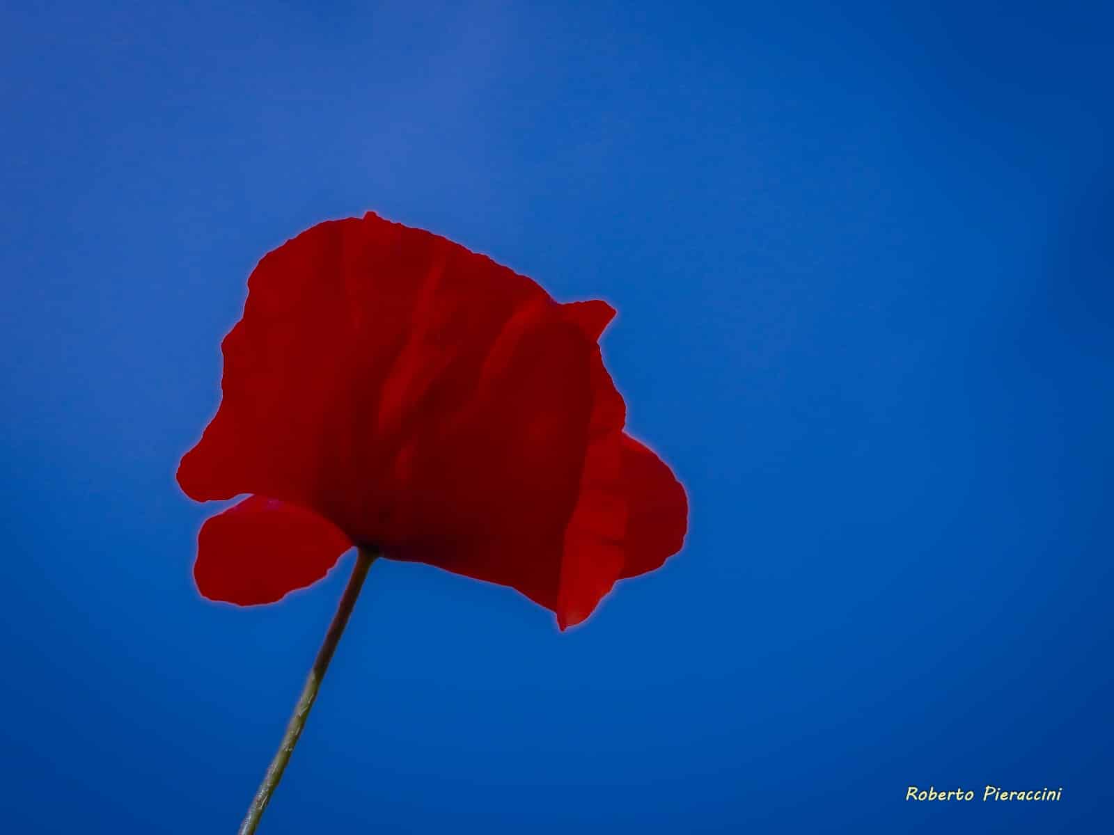 Non è la rosa non è il tulipano