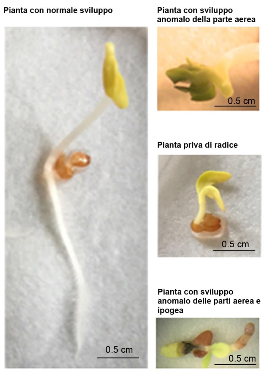 L’inquinamento da buste biodegradabili provoca anomalie e ritardi nella crescita delle piante