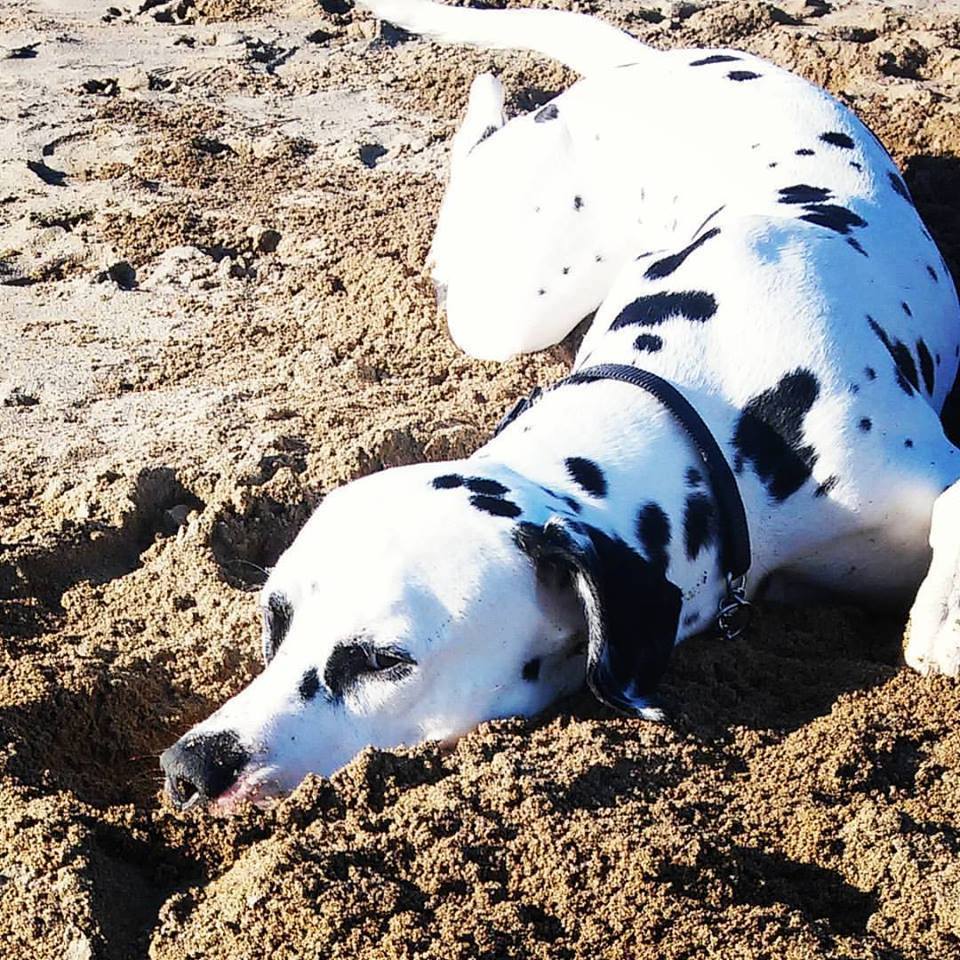 Cani in spiaggia, attivo dal 6 luglio il telefono amico