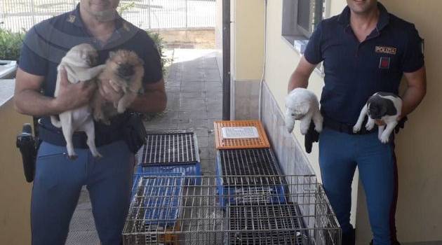 53 cuccioli di cane stipati in 6 gabbie salvati dalla Polstrada