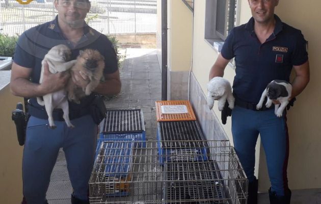 53 cuccioli di cane stipati in 6 gabbie salvati dalla Polstrada