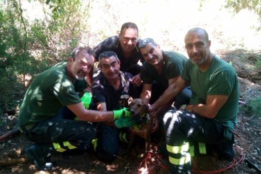 Rimane intrappolato nella tana di un istrice, cane salvato dai vigili del fuoco