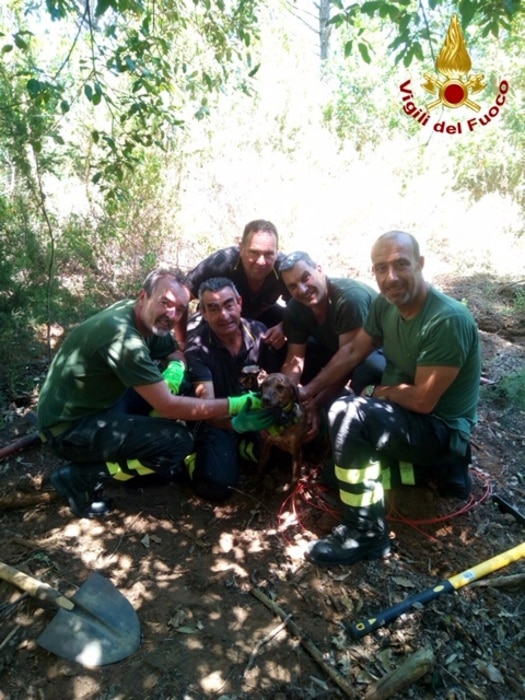 Rimane intrappolato nella tana di un istrice, cane salvato dai vigili del fuoco