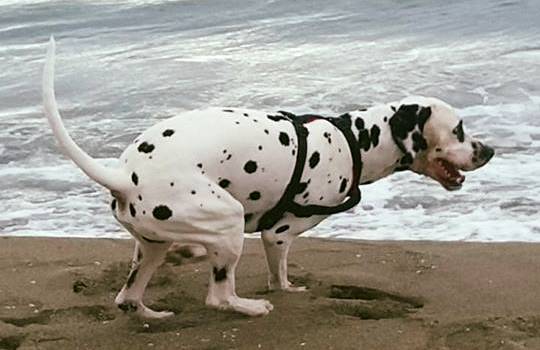 Diritti E Doveri Dei Cani E Dei Padroni In Spiaggia Animali Life Style Versiliatoday It