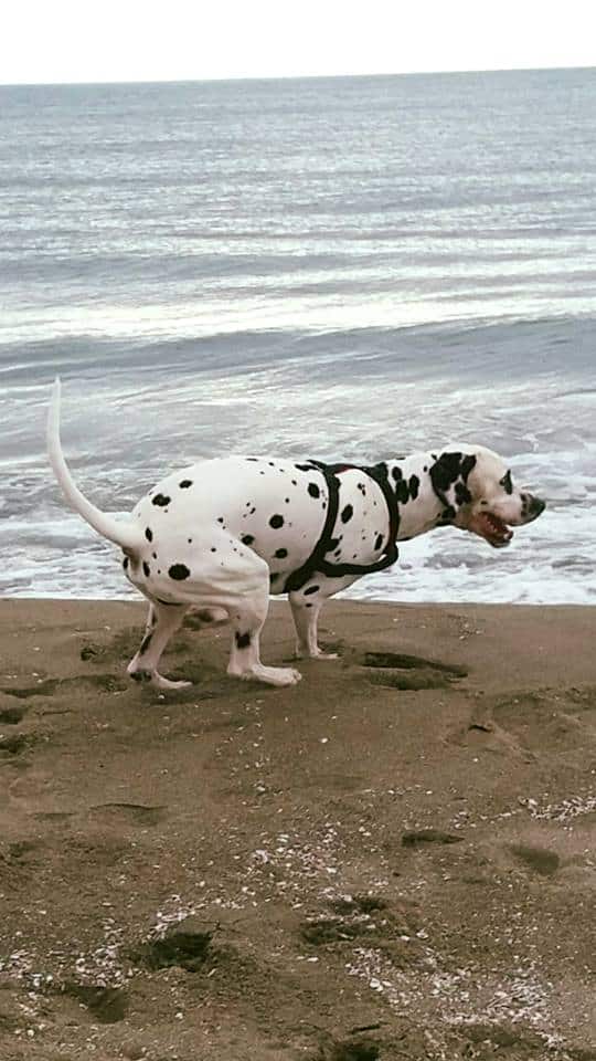 Diritti e doveri dei cani ( e dei padroni ) in spiaggia