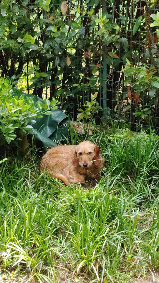 Cercasi Zara disperatamente: la canina si è persa sul viale dei Tigli