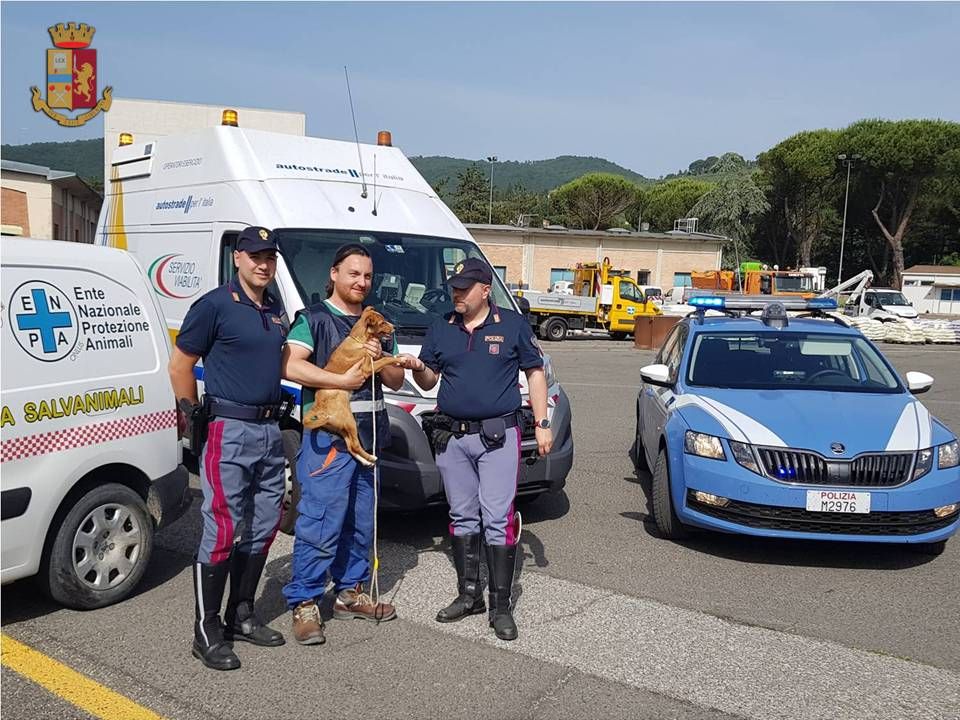 Canina abbandonata in A/1: la Polstrada interviene per salvarla