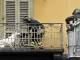 Cani sui balconi, appello ai sindaci per ordinanze di divieto: lo scorso anno morti per il caldo 1200 quattro zampe