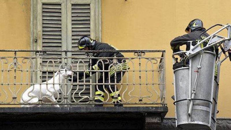 Cani sui balconi, appello ai sindaci per ordinanze di divieto: lo scorso anno morti per il caldo 1200 quattro zampe