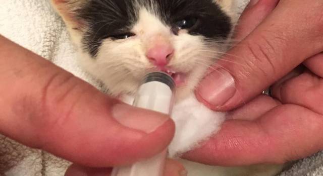 Gattina imprigionata in un tubo salvata dai pompieri
