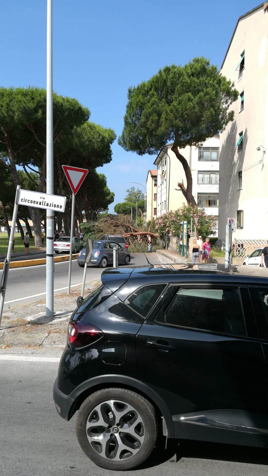 Pino cade a Largo Risorgimento, tragedia sfiorata