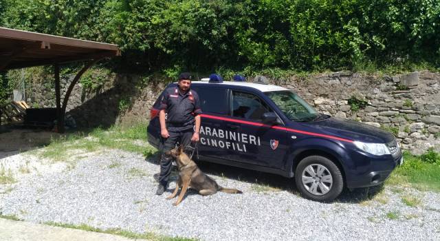 Blitz antidroga dei Carabinieri nella Valle del Serchio e in Media Valle