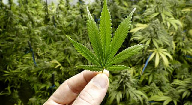Cannabis, anche in Versilia la coltivazione può essere una opportunità: piantine per il mercato italiano ed estero
