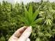 Cannabis, anche in Versilia la coltivazione può essere una opportunità: piantine per il mercato italiano ed estero