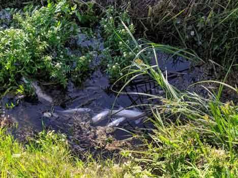 Moria di pesci a Capezzano Pianore, Arpat analizza l&#8217;acqua dei fossi