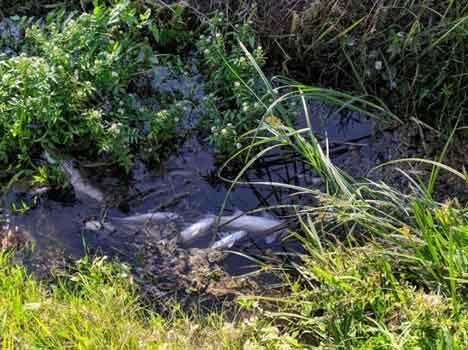 Moria di pesci a Capezzano Pianore, Arpat analizza l’acqua dei fossi