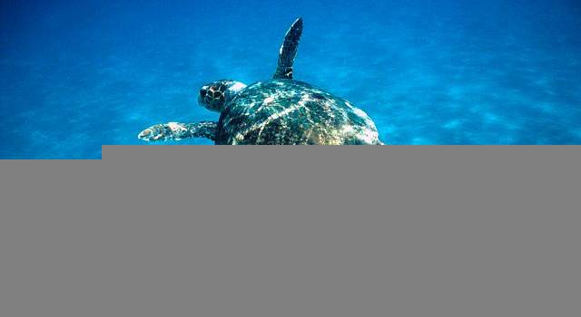 Eleonora liberata in mare, la tartaruga Caretta Caretta era rimasta impigliata nelle reti e curata