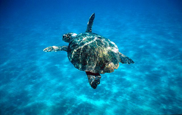 Nidi di tartarughe, al via il “monitoraggio collettivo” per individuarli