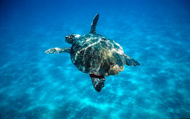 Eleonora liberata in mare, la tartaruga Caretta Caretta era rimasta impigliata nelle reti e curata