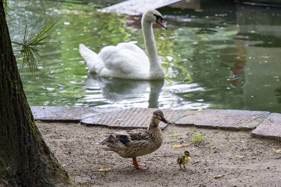 Appena nato, il piccolo germano è già sparito dal laghetto dei cigni