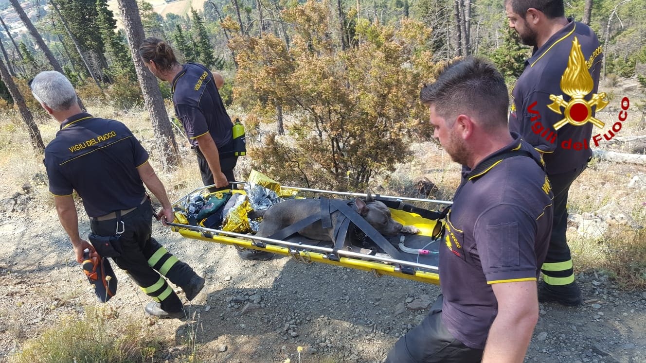 Cane colpito da malore, i pompieri lo soccorrono con acqua e ossigeno e lo affidano al veterinario