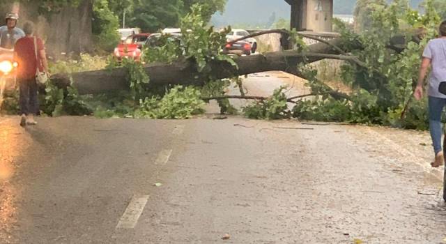 Fulmini, tuoni e acqua in Versilia: a Camaiore cade un albero sulla provinciale