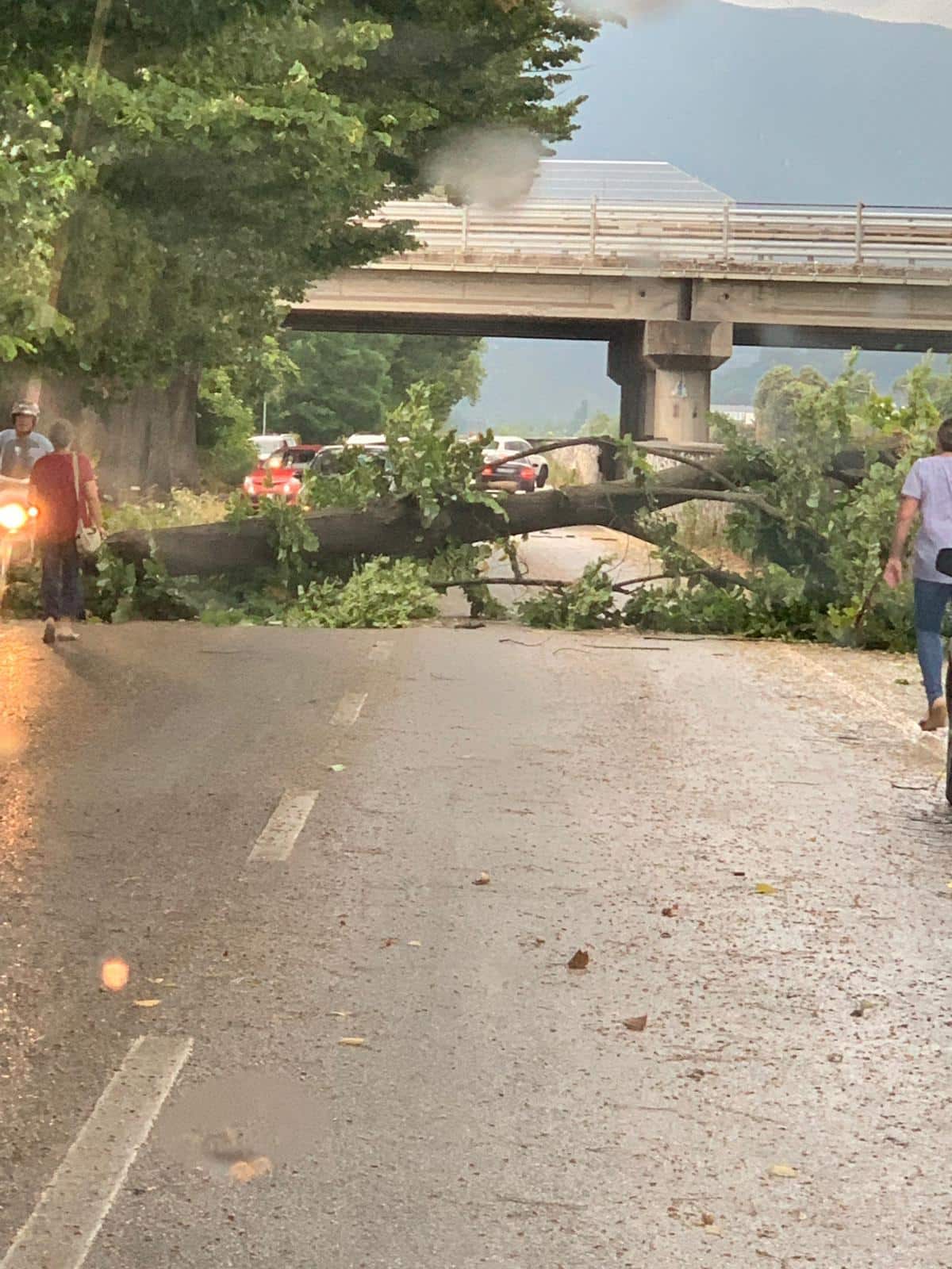 Fulmini, tuoni e acqua in Versilia: a Camaiore cade un albero sulla provinciale