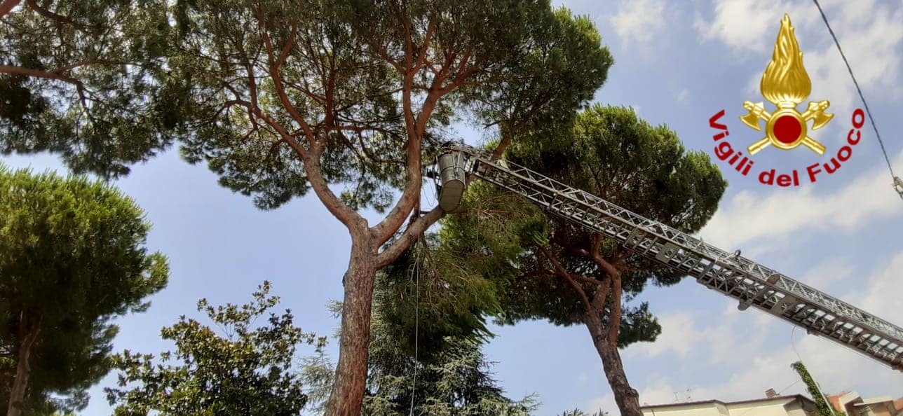 Piante pericolanti a Torre del Lago, intervengono i vigili del fuoco