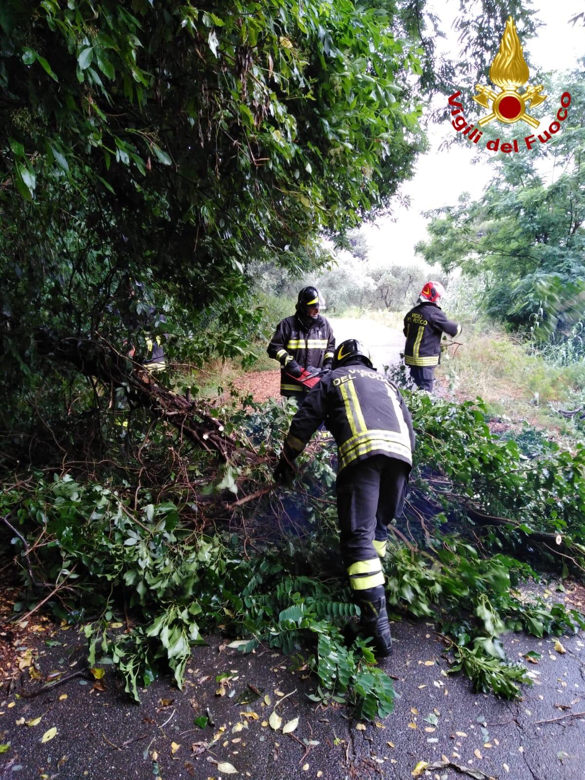 Vento, alberi caduti e temporali. Temperatura scesa