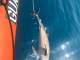Cucciolo di delfino morto al largo di Viareggio, i due adulti, forse mamma e sorella, restano vicini al corpo fino al recupero