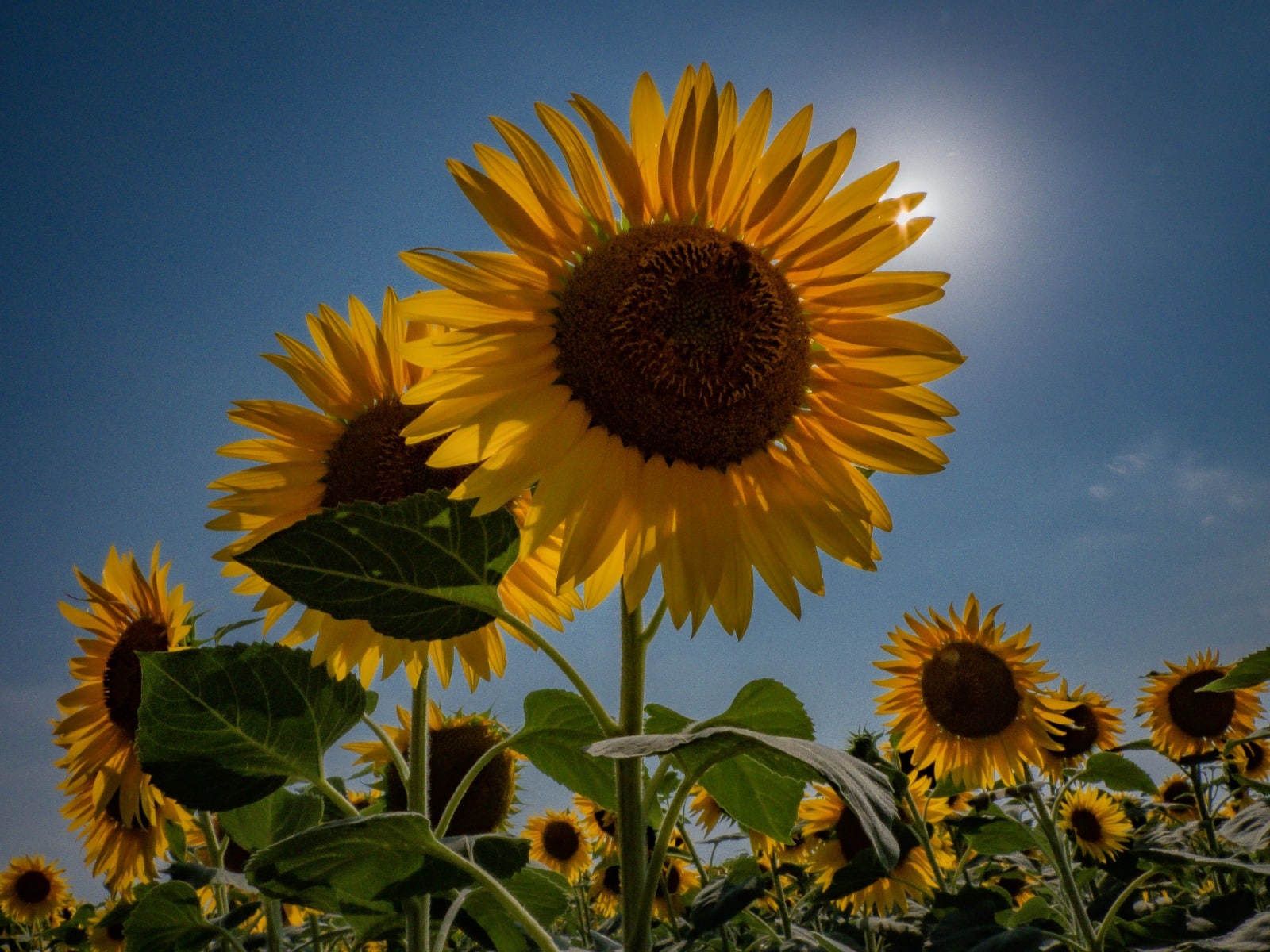 Girasole e girasoli