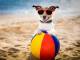 Cani in spiaggia: fioccano le prime multe in Toscana, Romagna e Calabria