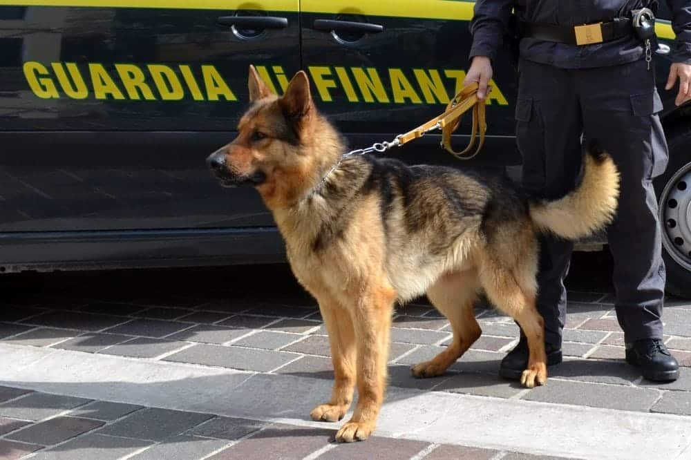 Droga, anche il finanziere a 4 zampe in azione in Garfagnana